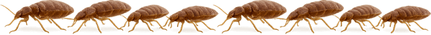fila di cimici dei letti