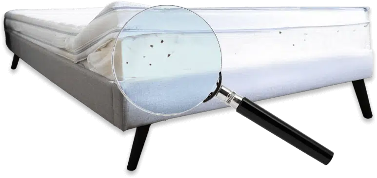 materasso con cimici dei letti