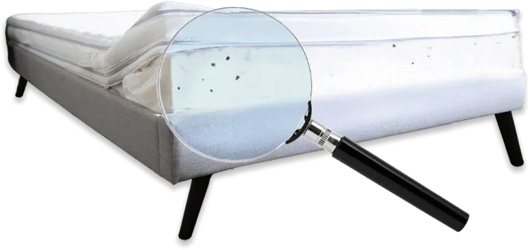 materasso con cimici dei letti