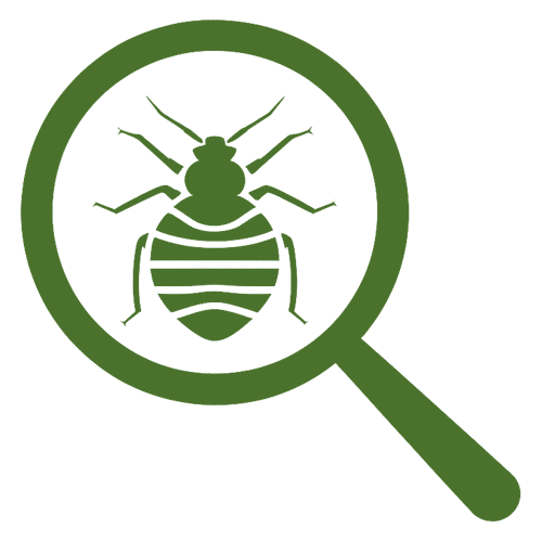 lente di ingrandimento con cimice dei letti per ispezione infestazione cimici letti